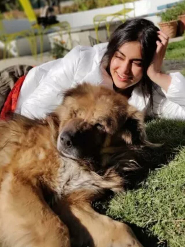 अदा शर्मा का कहना है कि भारतीय फिल्म उद्योग एक बहुत ही सहायक जगह है और सेट पर मिलने वाले कुत्तों का एक वीडियो साझा करती है !! 57 अदा शर्मा का कहना है कि भारतीय फिल्म उद्योग एक बहुत ही सहायक जगह है और सेट पर मिलने वाले कुत्तों का एक वीडियो साझा करती है !!